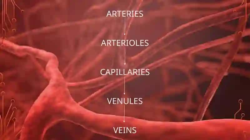 BLOOD VESSELS 3