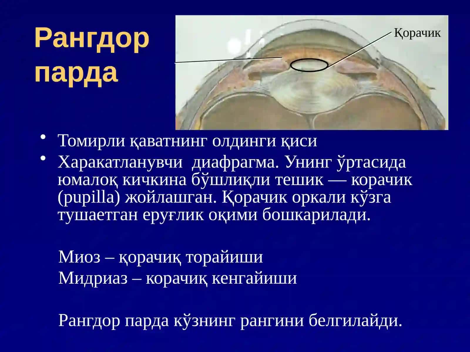 Tomirlipardaanatomiyasi 3