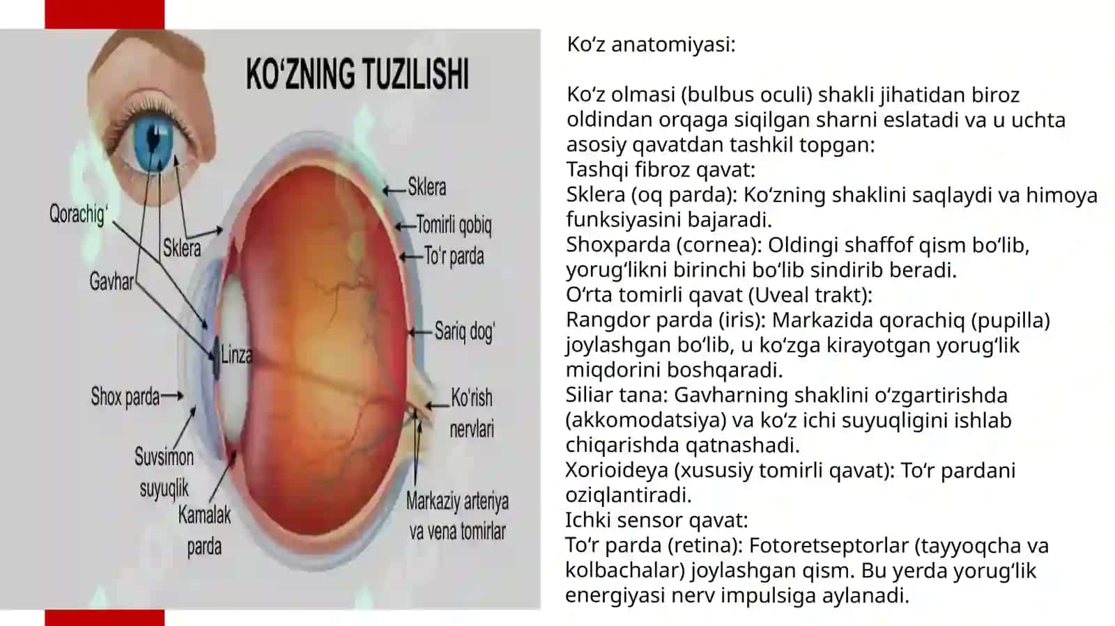 Koʻruvanalizatorlarifiziologiyasi 3