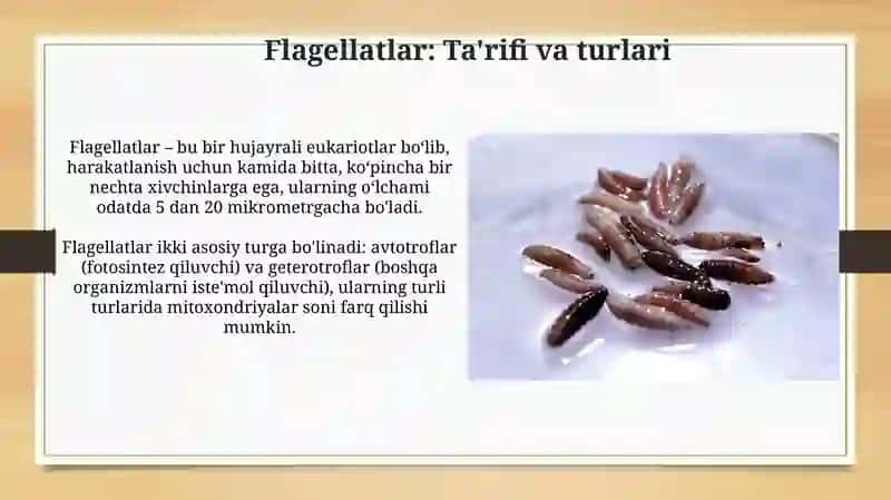 Flagellatlar bilan parazitlanish 3