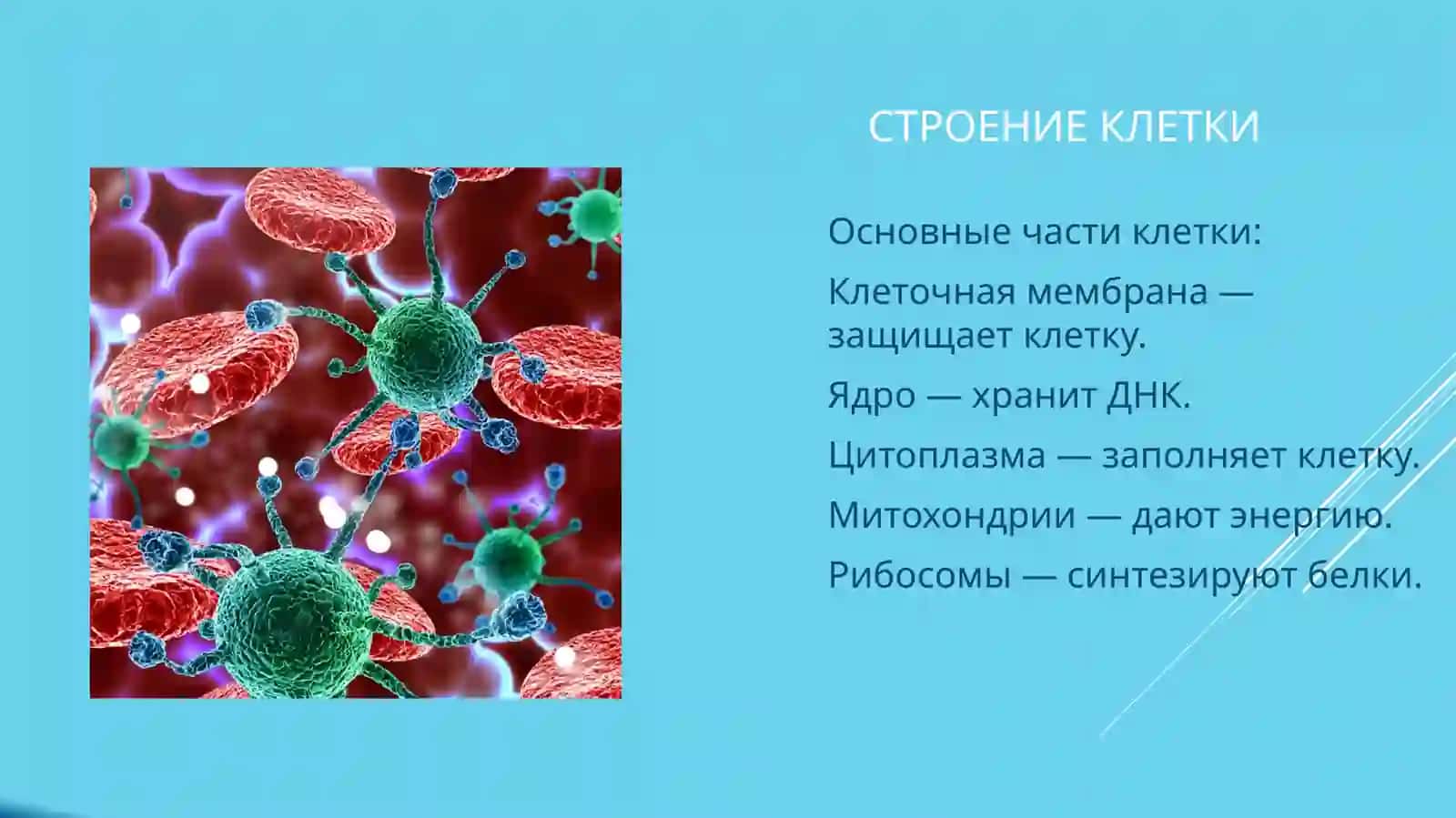 Роль биологии в изучении клетки 3