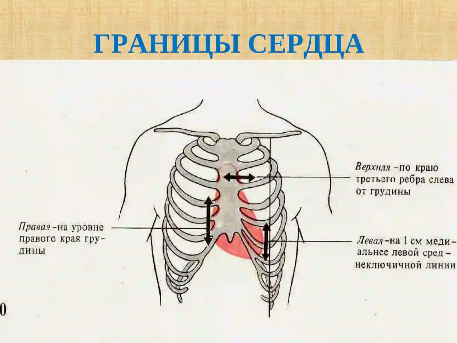 Внешние проявления деятельности сердца 3