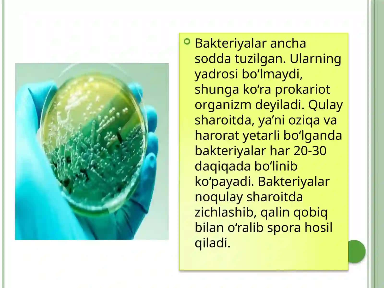Bakteriyalardunyosi 3