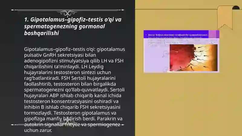 Spermatagenz gormonal boshqarilishining umumiy gistalogiyasi 3