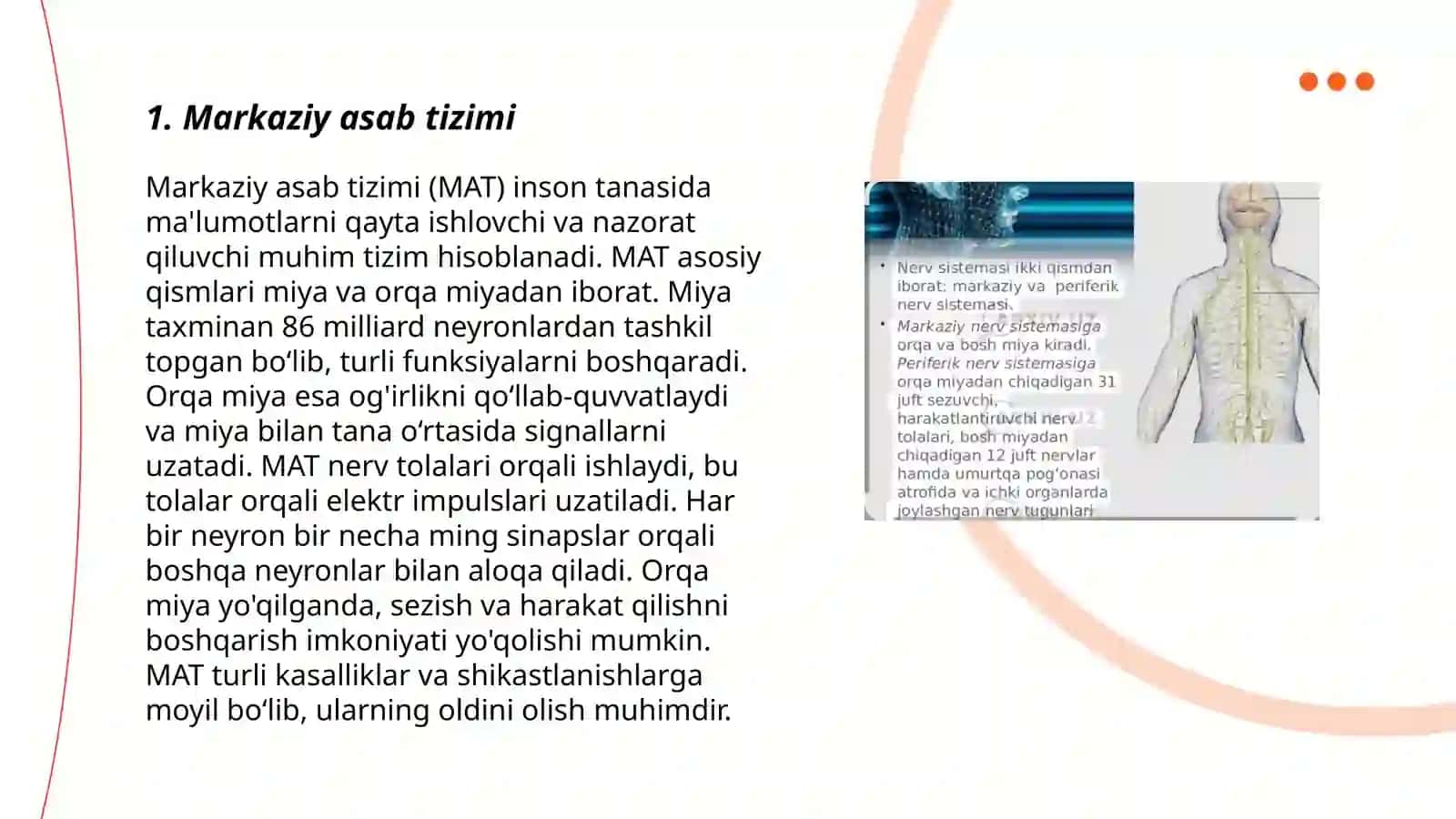 Nerv sistemasi 3
