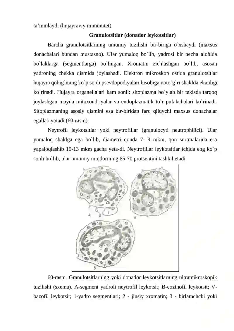 Leykotsitlar 3