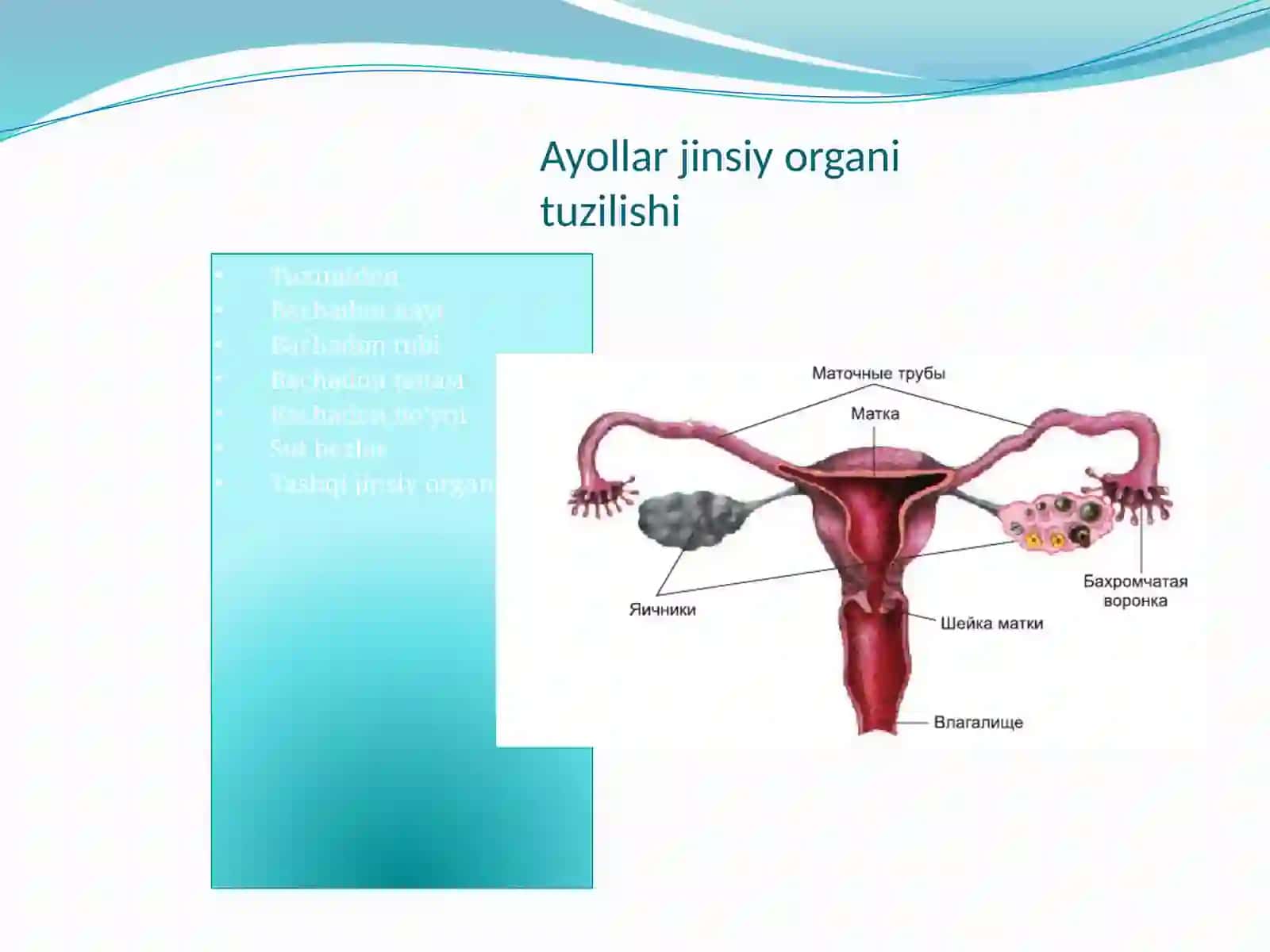 Ayollarjinsiyorganigistologiyasi 3