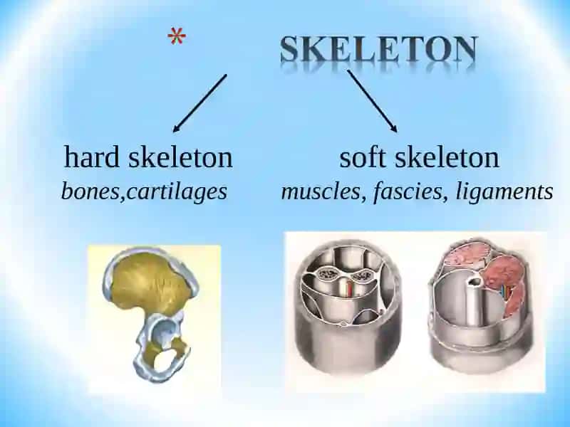 GENERAL OSTEOLOGY 3