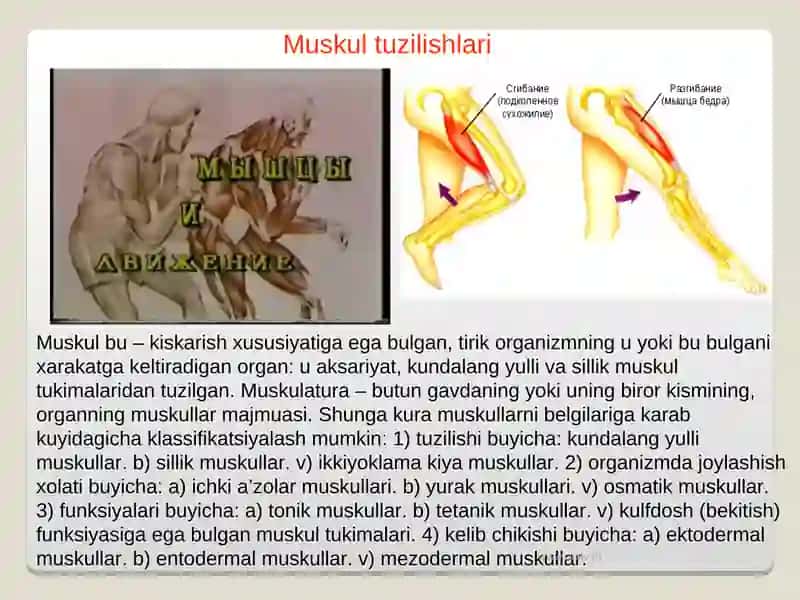Muskullar fiziologiyasi 3