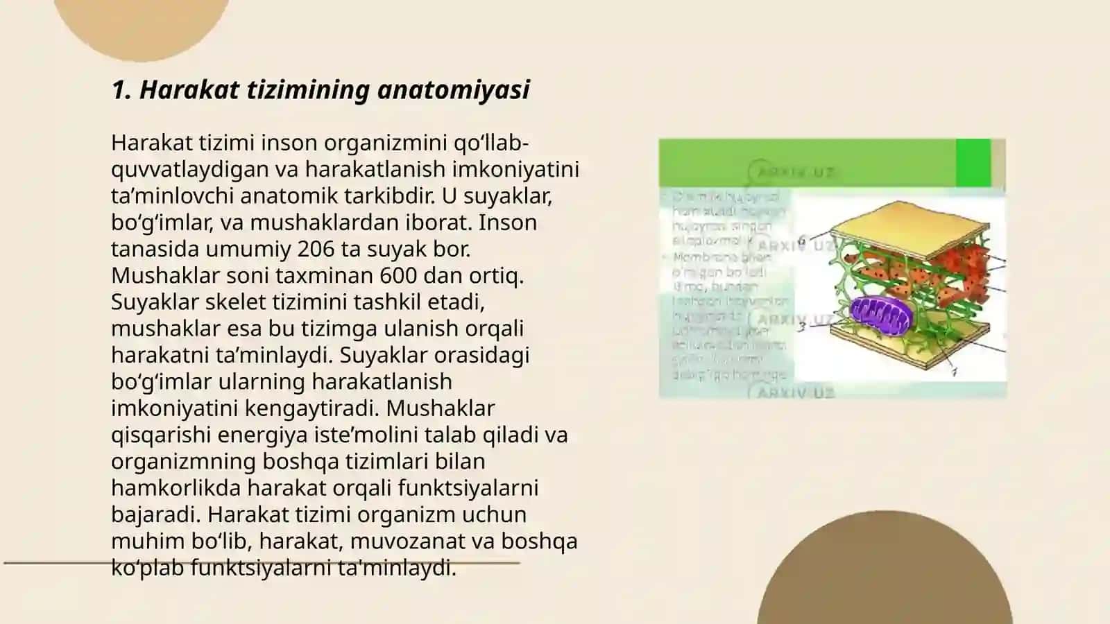Harakat tizimi anatomiyasi 3