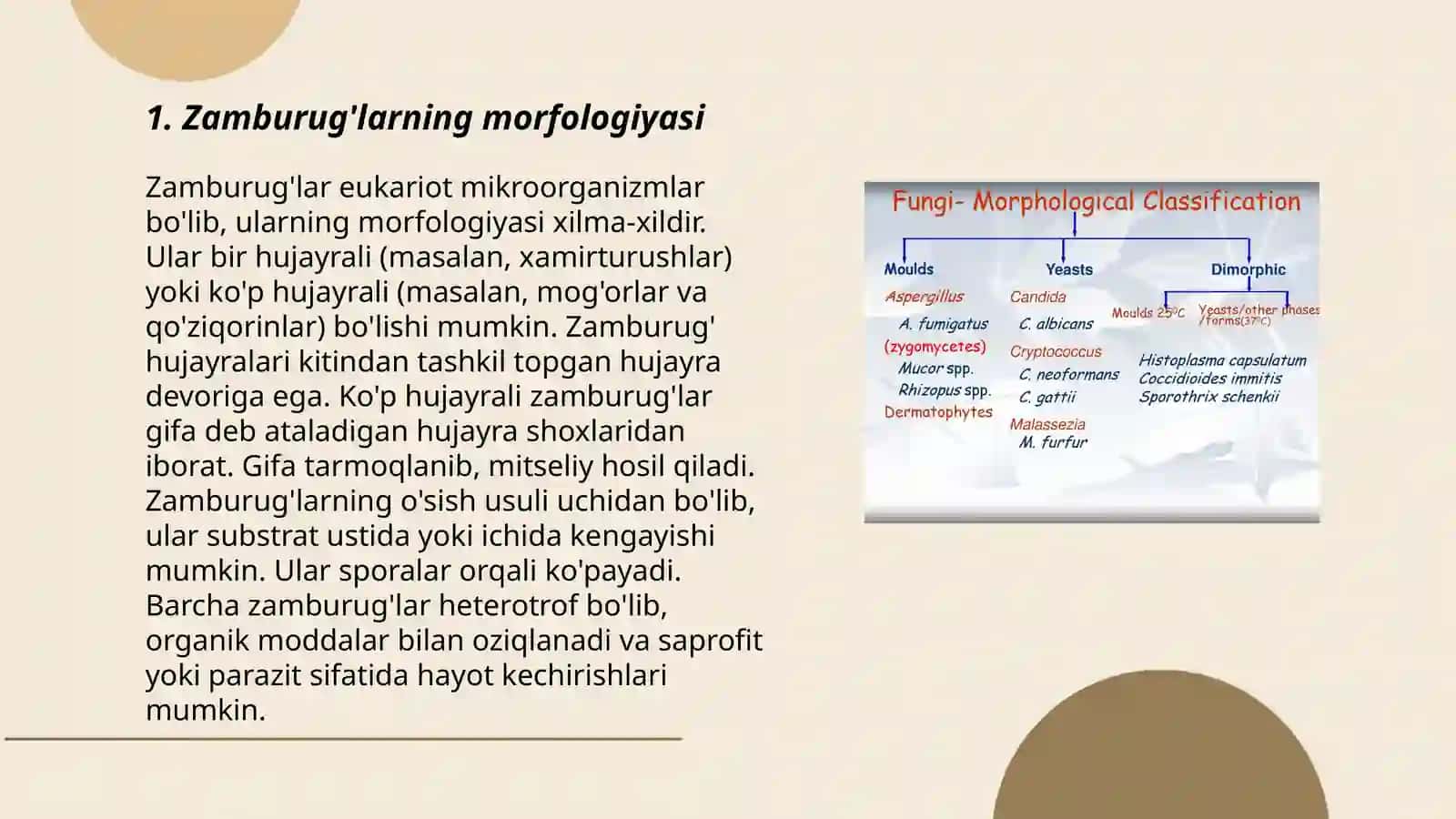 Zamburug'larning ekspertizasi 3