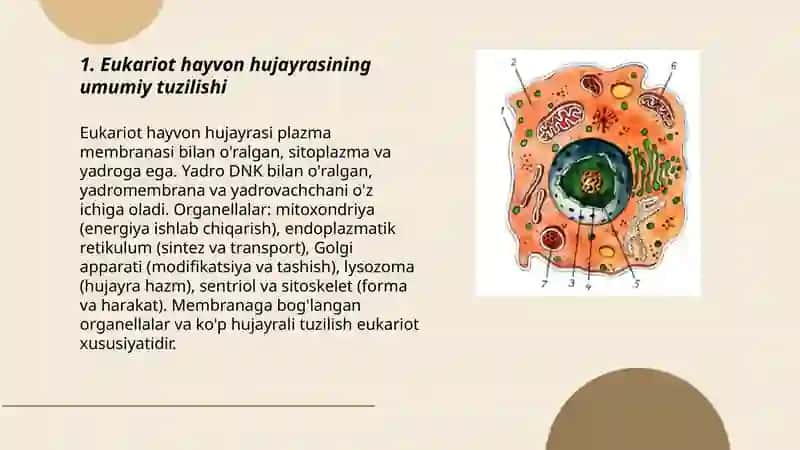 Eukariot hayvon hujayralarining tuzilishi 3
