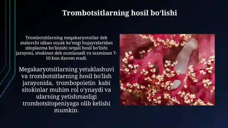 Trombotsitlar fiziologiyasi 3
