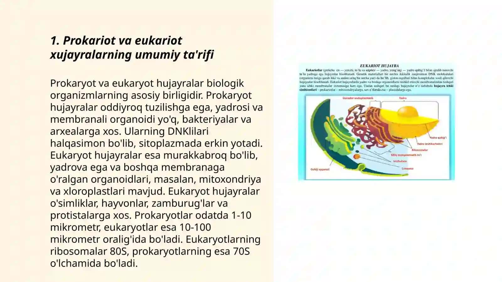 Prokariot va eukariot hujayralar 3