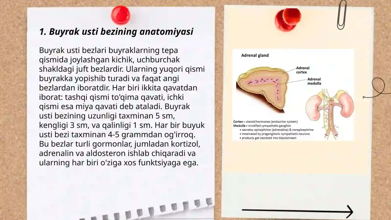Buyrak usti bezining tuzilishi 3