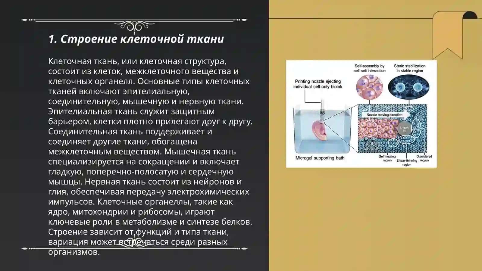 Клеточная ткань 3