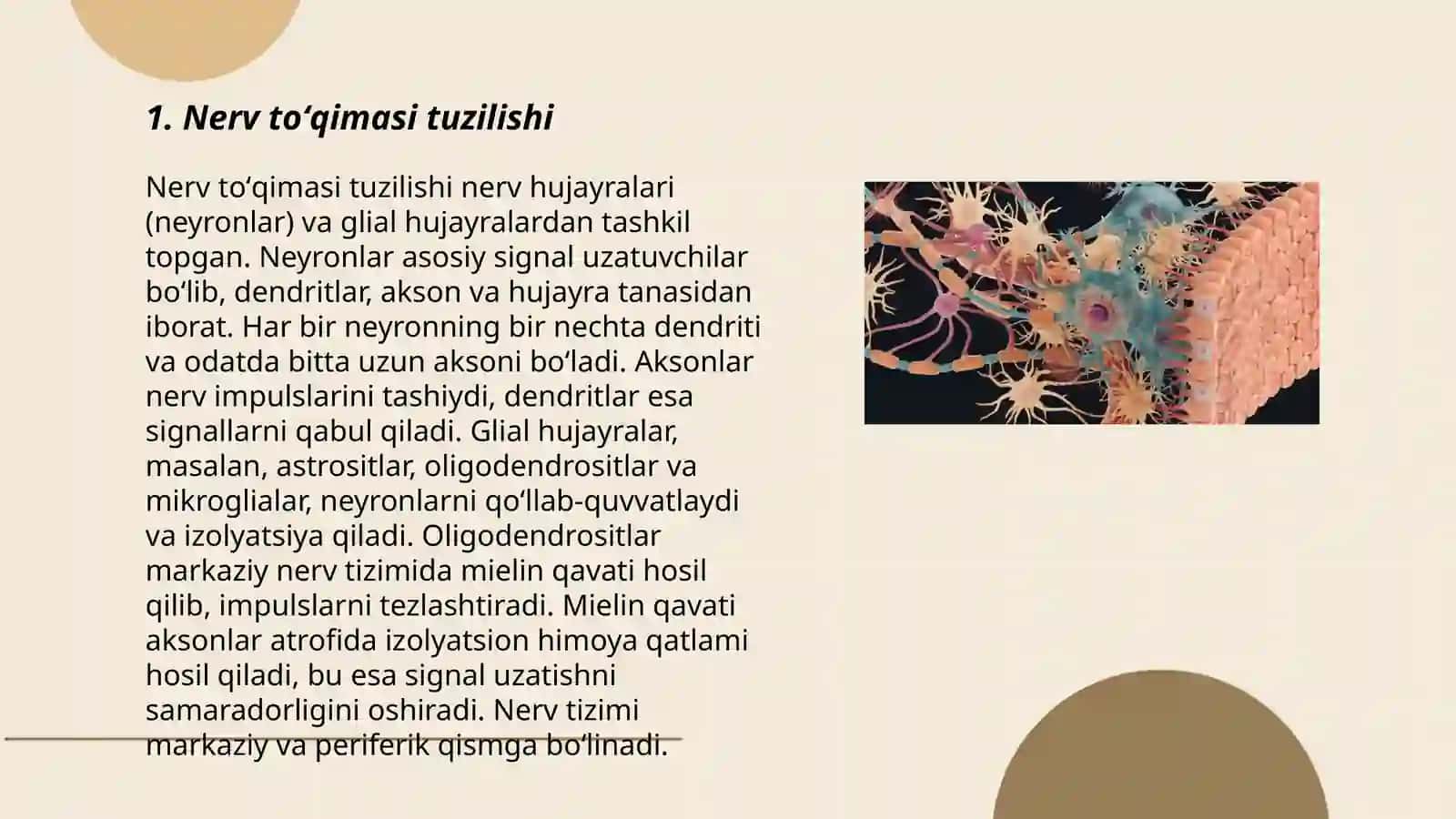Nerv toʻqimasi 3