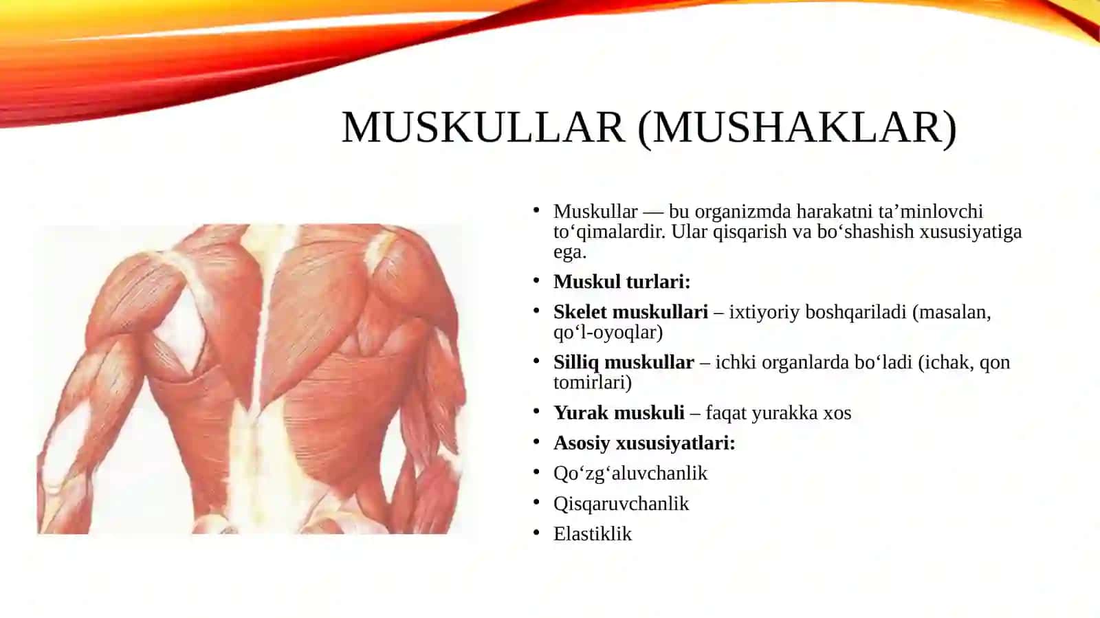 Muskullar, oqsillar, sirpanuvchi ipchalar modeli, Bir va ikki sun'iy membranalar modelleri 3