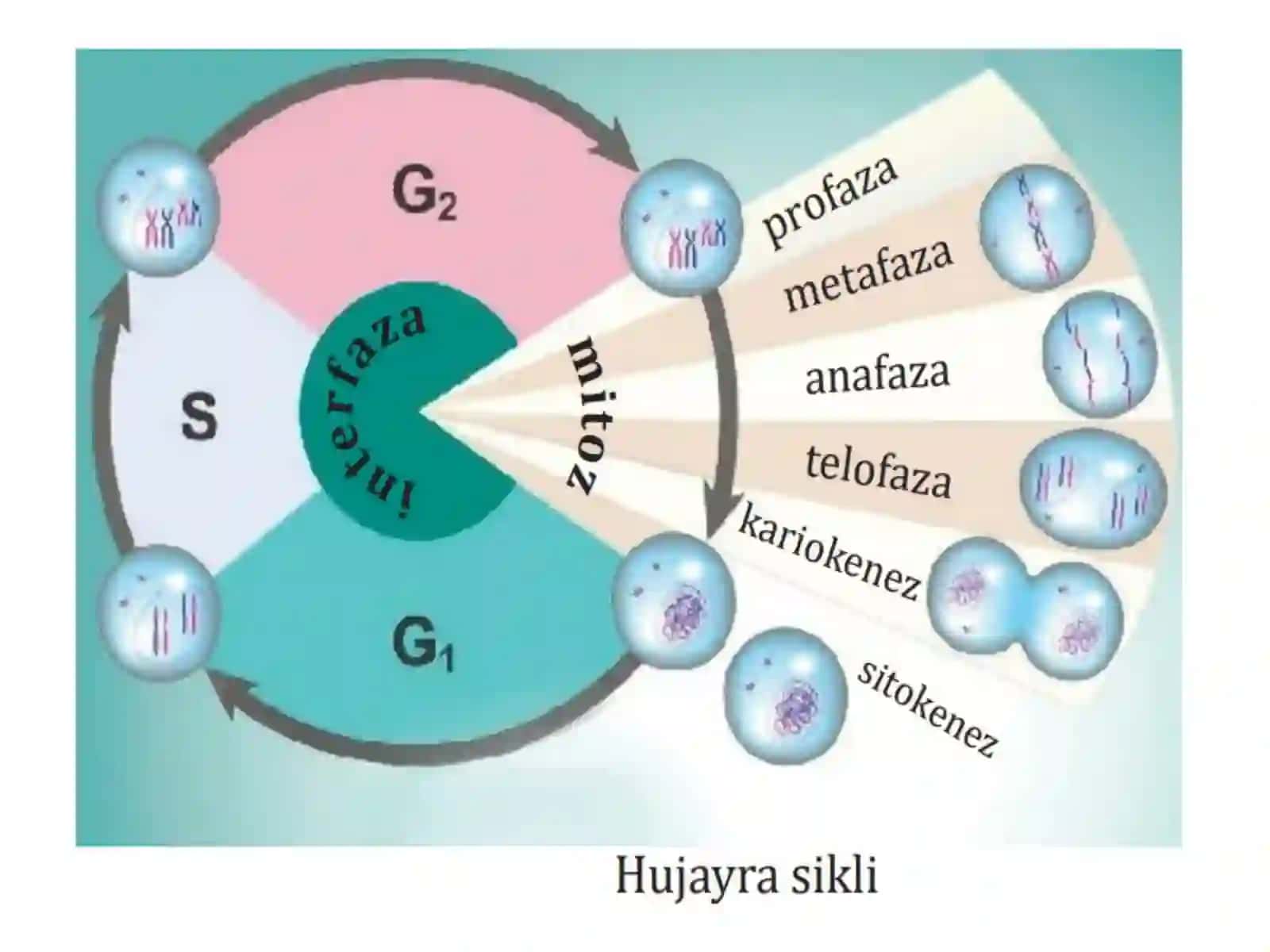 Hujayra sikli va mitoz bo‘linish 3