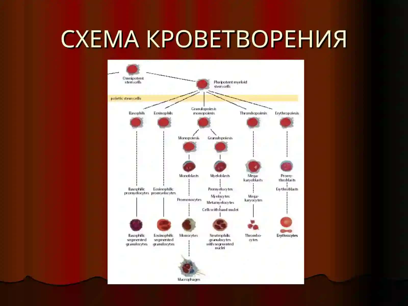 СХЕМА КРОВЕТВОРЕНИЯ 3