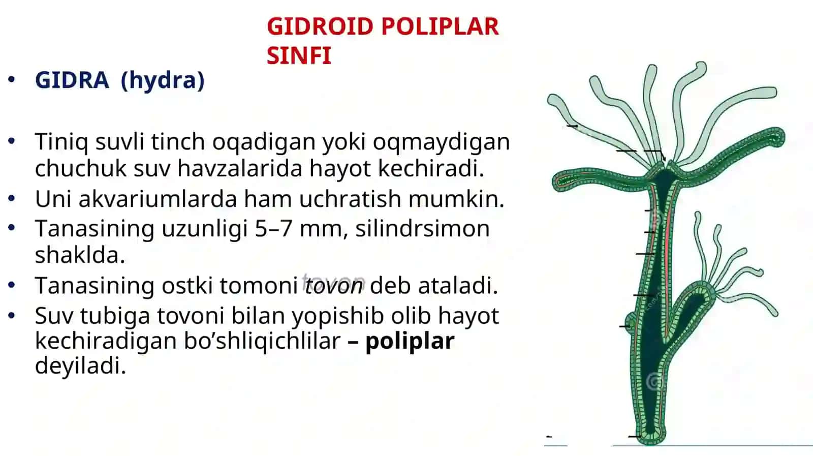 Zoologiya 2-dars 3