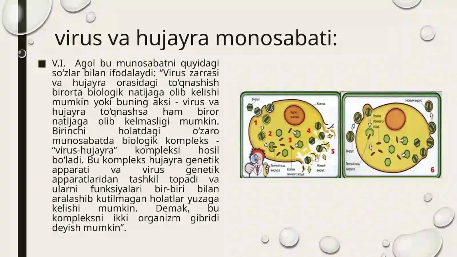 Viruslar reproduksiyasi 3
