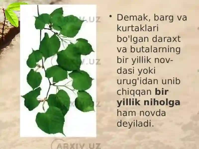 Oʻsimliklarningvegetativorganlari.Novda,barg.kurtak 3