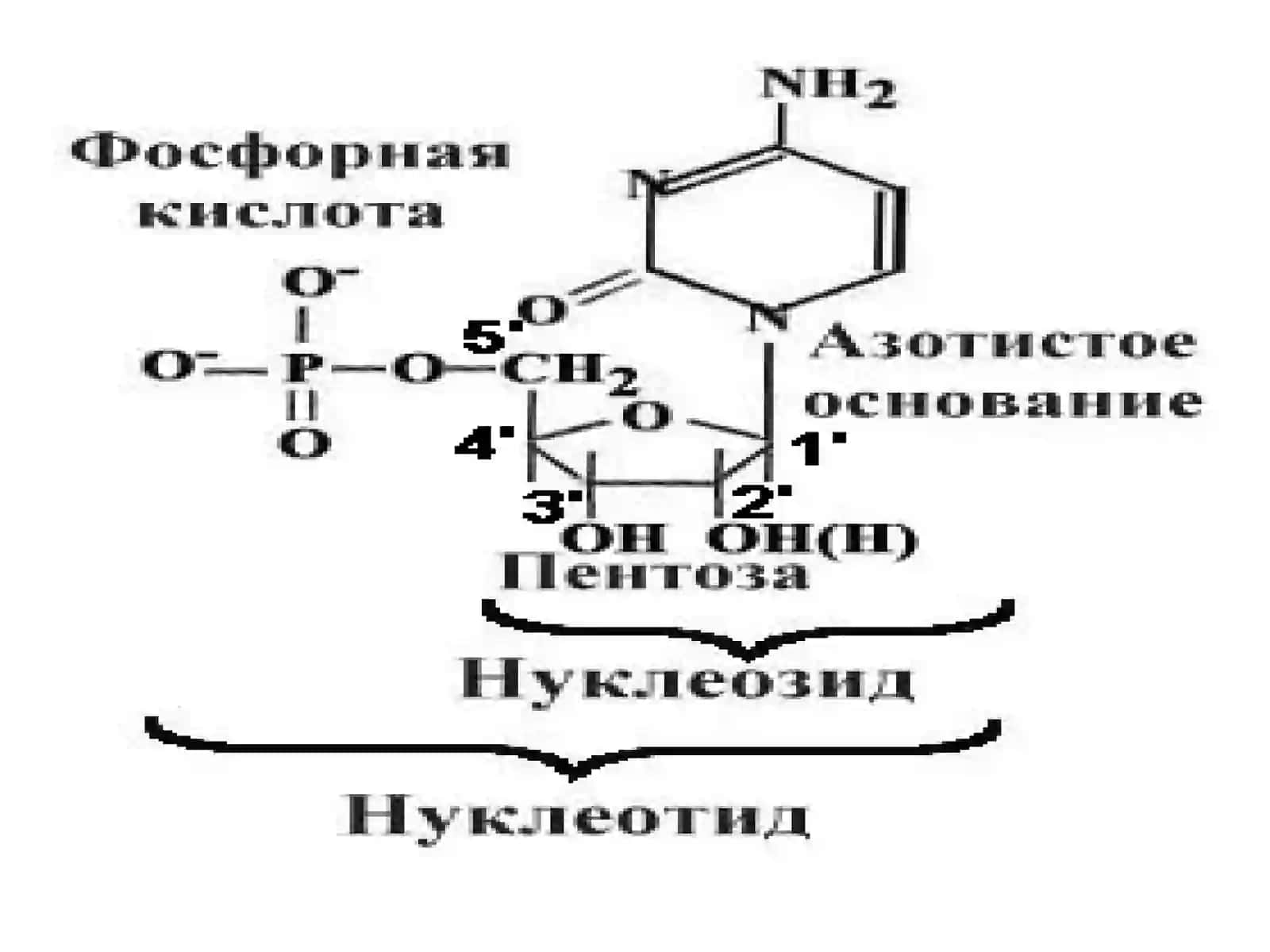 Нуклеотидларалмашинуви 3