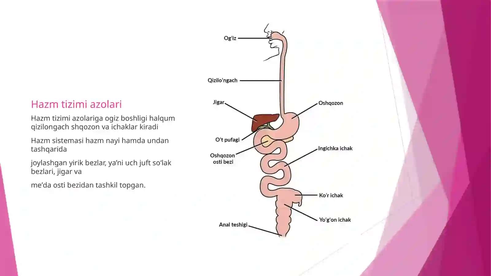 Hazm tizimi azolari 3