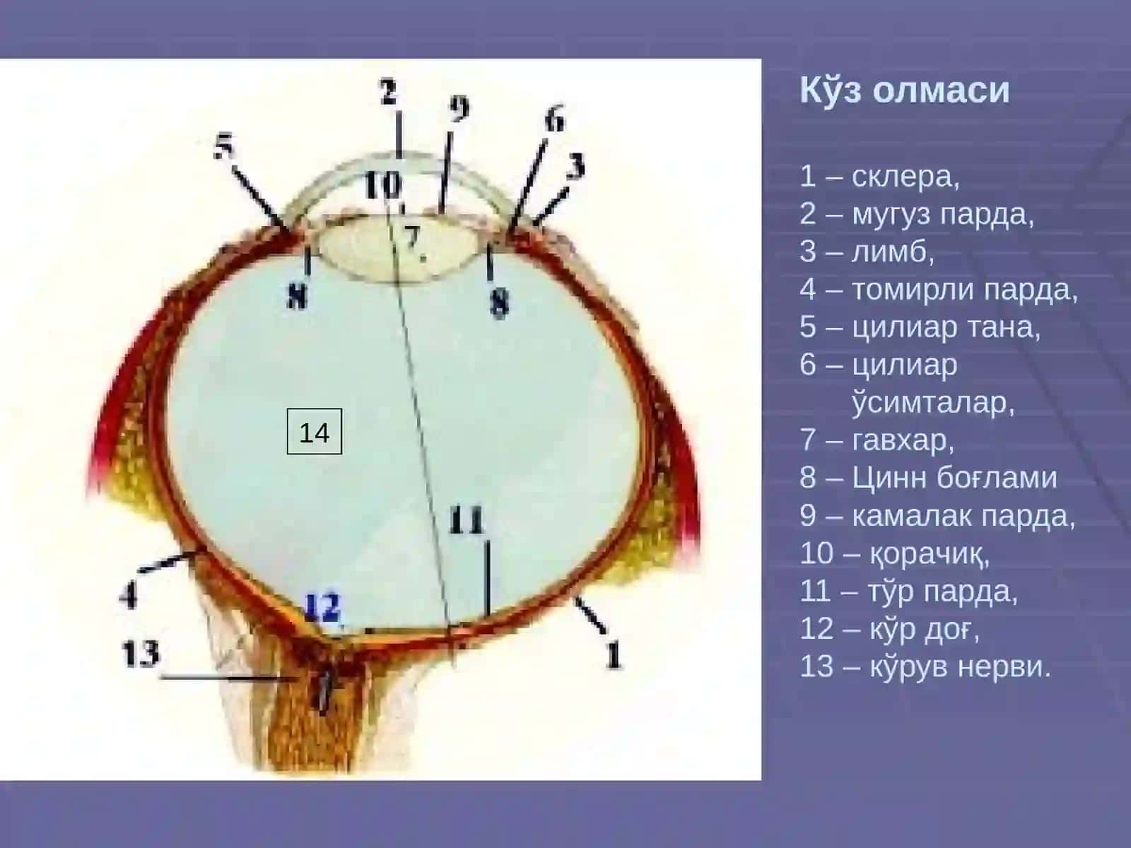 СЕЗУВ АЪЗОЛАРИ 3