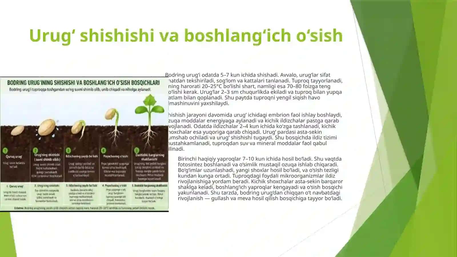 Urug‘ shishishi va boshlang‘ich o‘sish 3