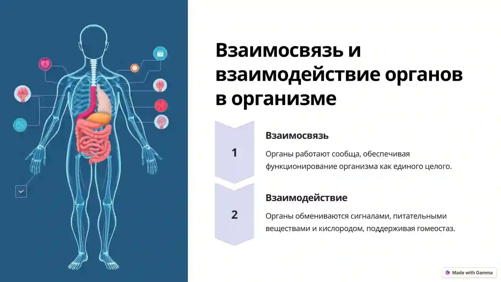 Организм как единое целое 3