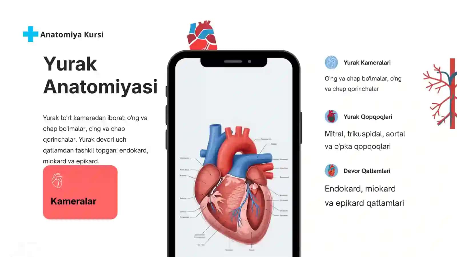 Yurak va qon tomirlarining rentgen anatomiyasi va angiografiyasi 3