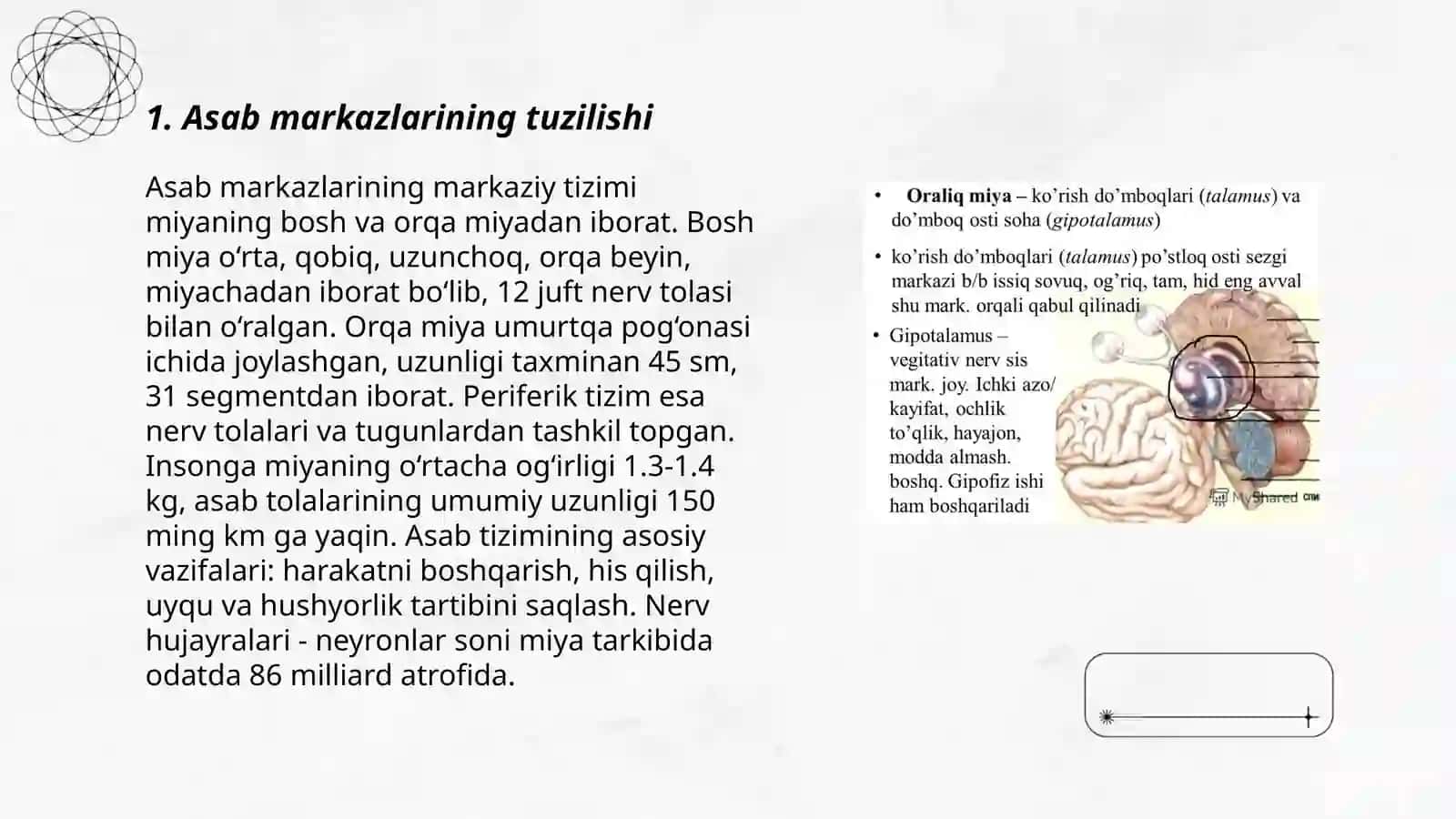 Asab markazlarining oʻziga xosligi 3