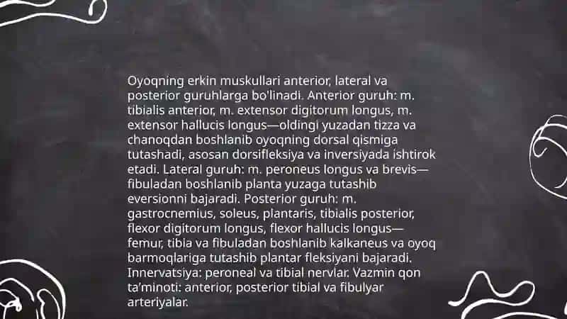Oyoqning erkin muskullari 3