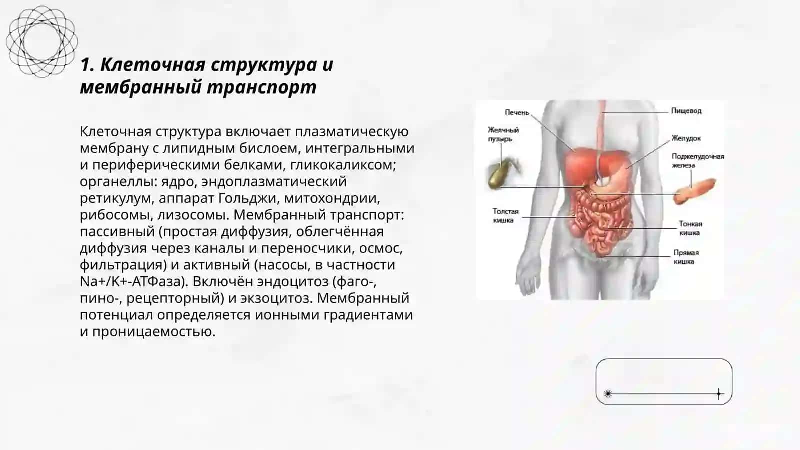 Анатомия и физиология человека Тахирова Диана 3