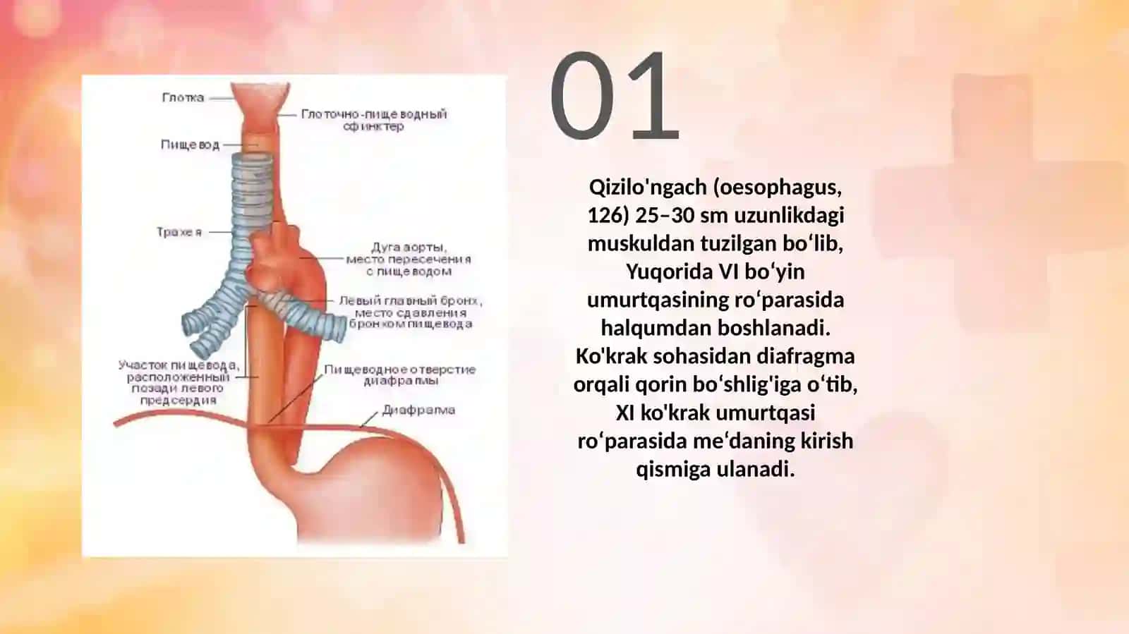 Qizilo'ngach va Meda 3