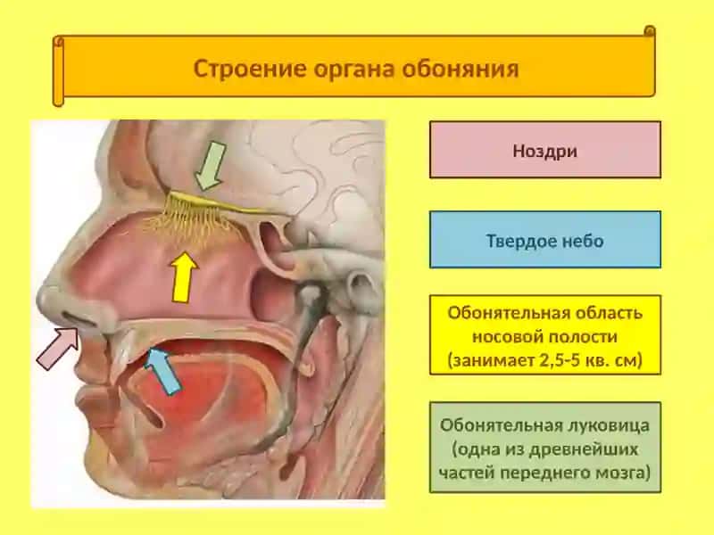 Орган обоняния - нос 3