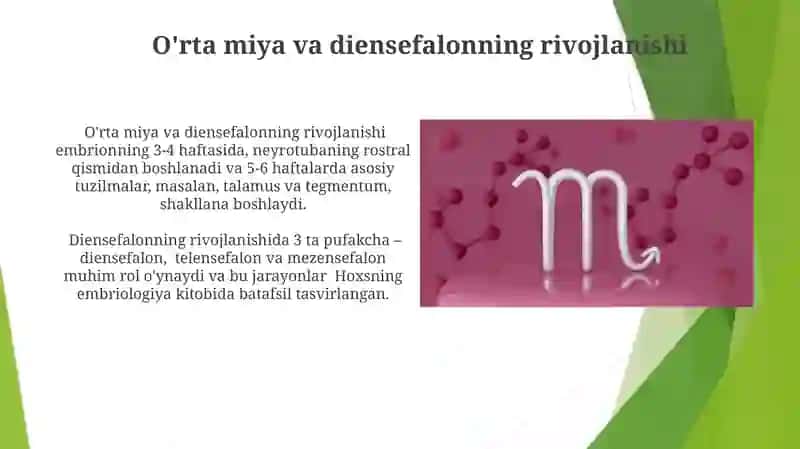 O'rta miya va Oraliq miya 3