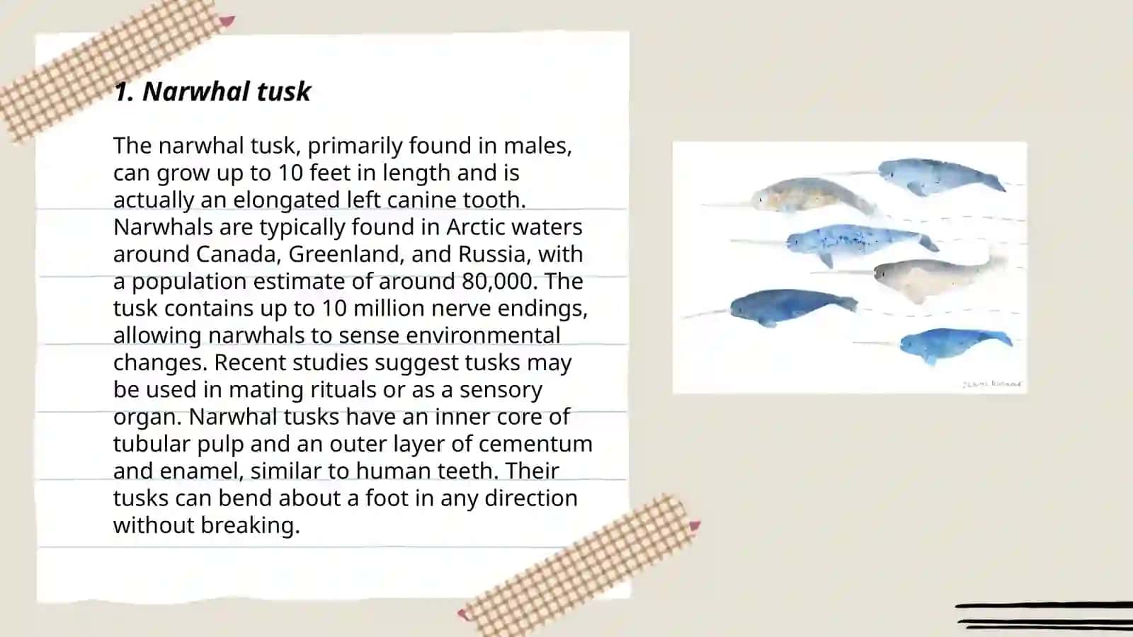 Strange animals narwhal 3
