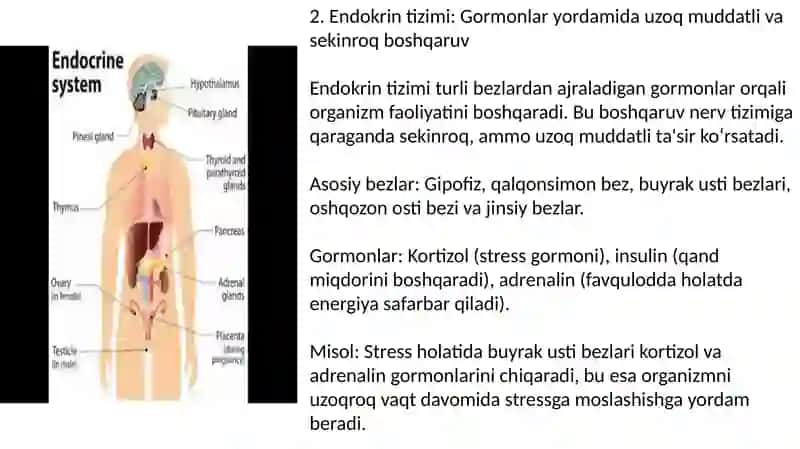 Organizmning nerv immun endokrin boshqariluvi 3