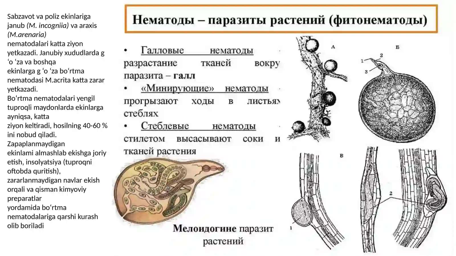 Bo‘rtmanematodalari (Meloidogyne) 3