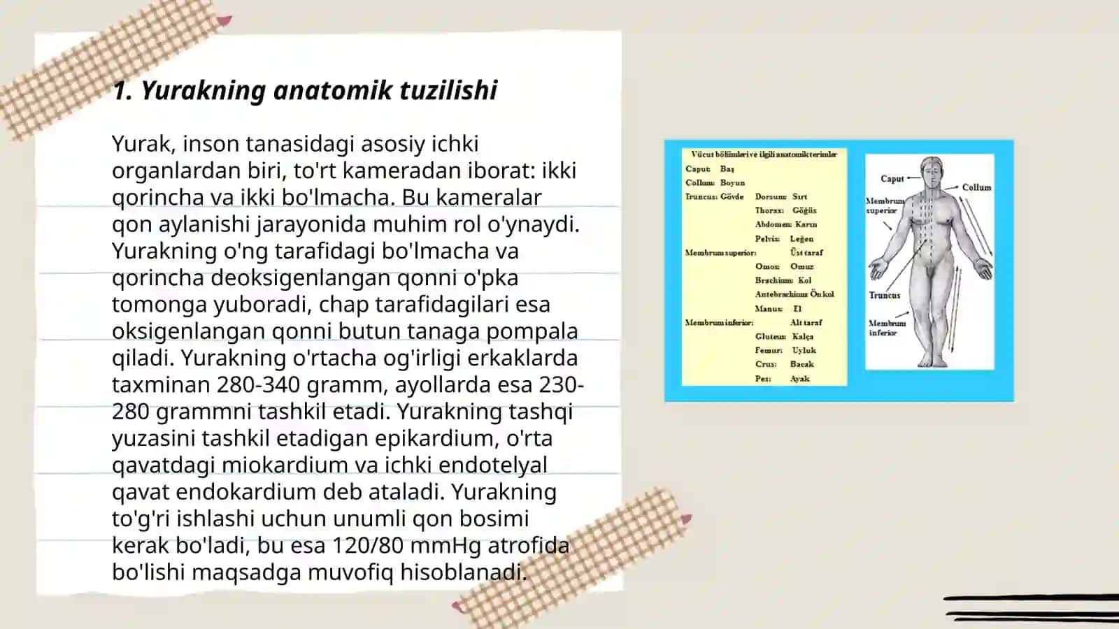 Tishning anatomik tuzilishi 3