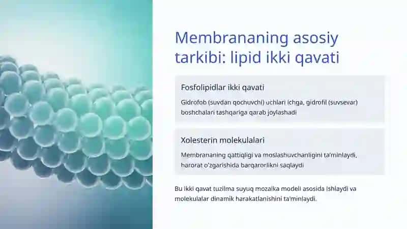 Hujayra membranasining tuzilishi va funksiyasi 3