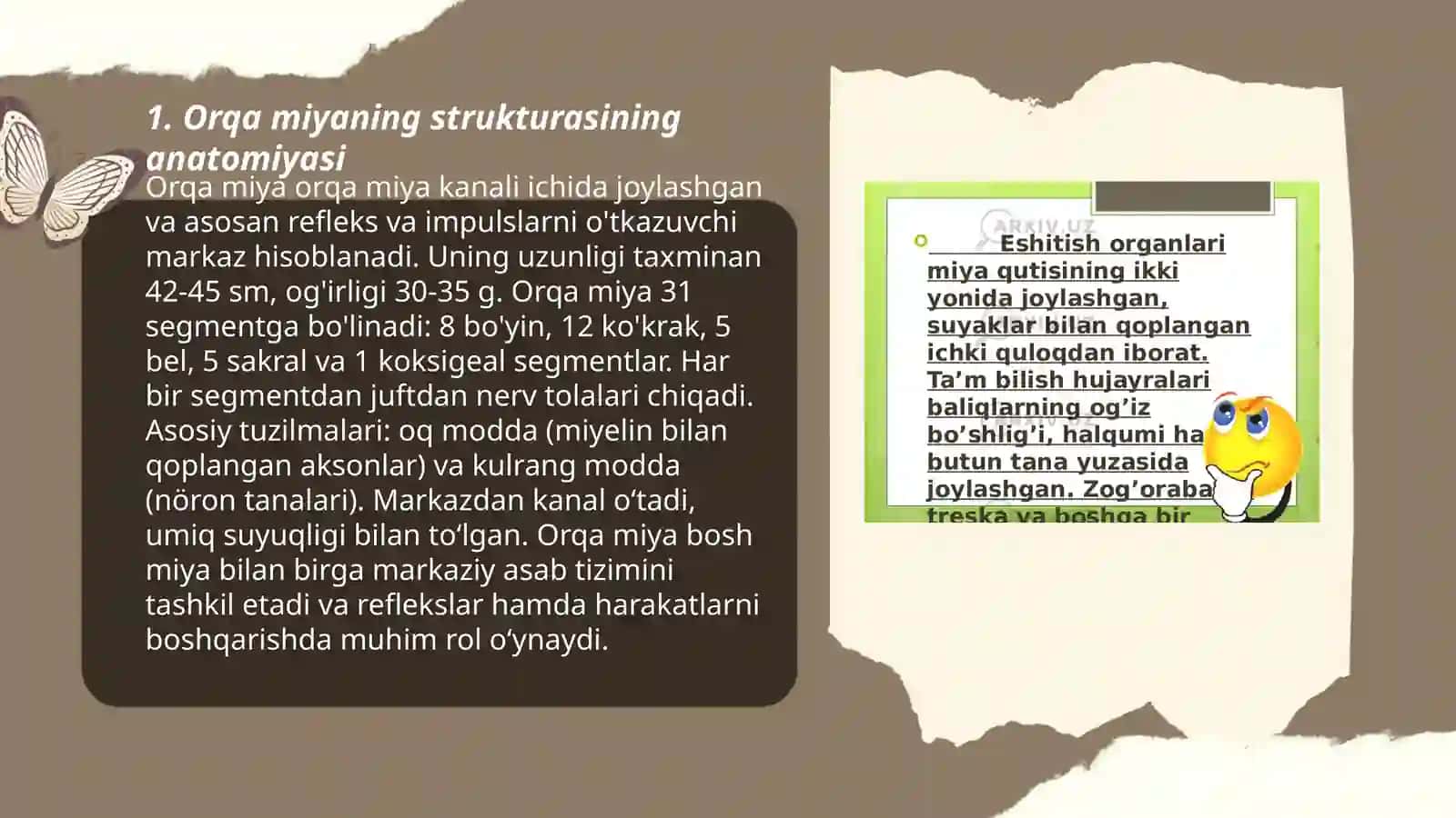 Orqa miyaning tuzilishi 3