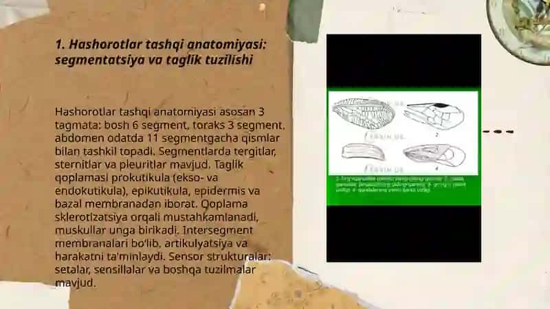 Hashorotlar anatomiyasi va teri qoplami 3