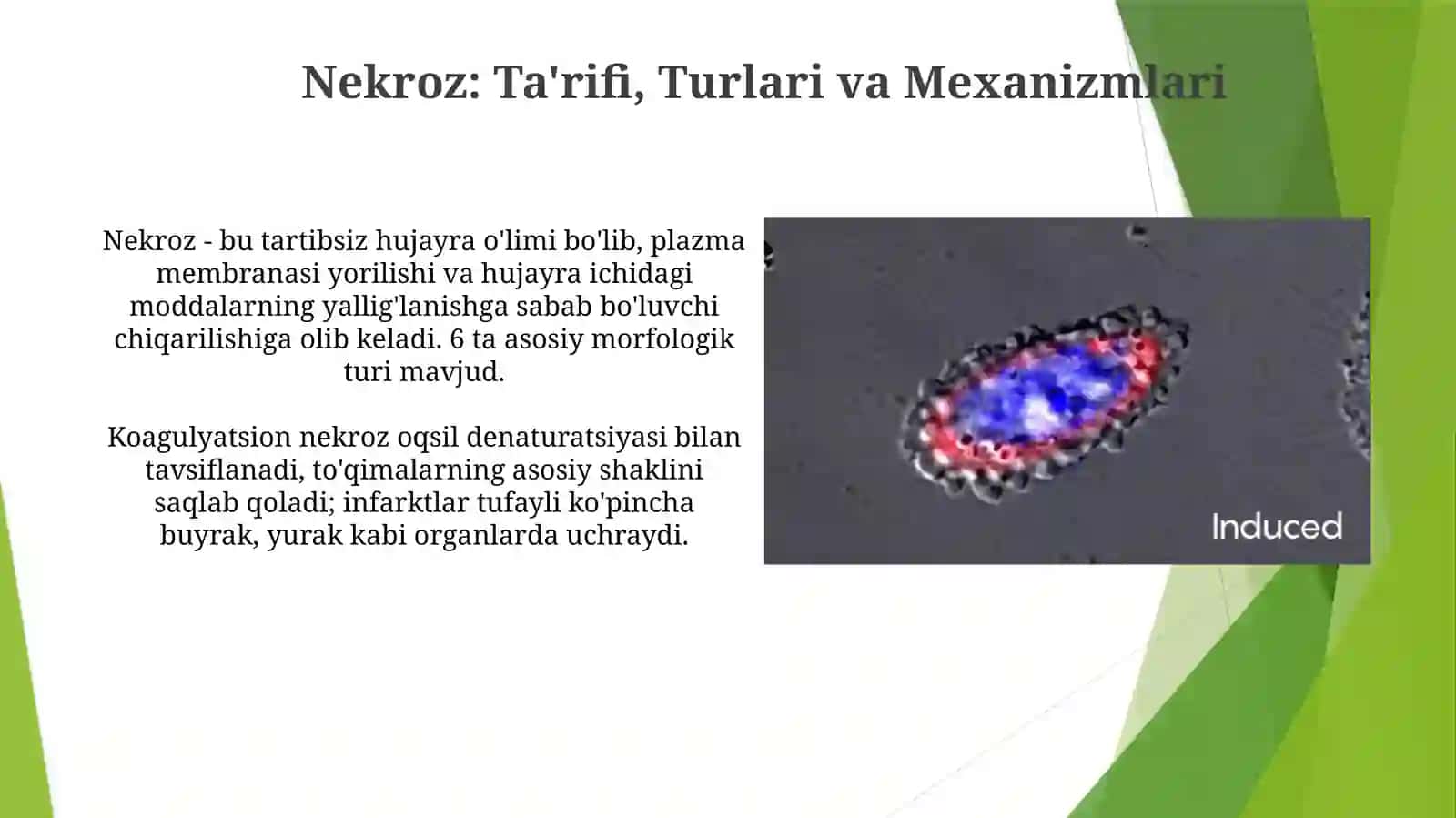 Nekroz 3