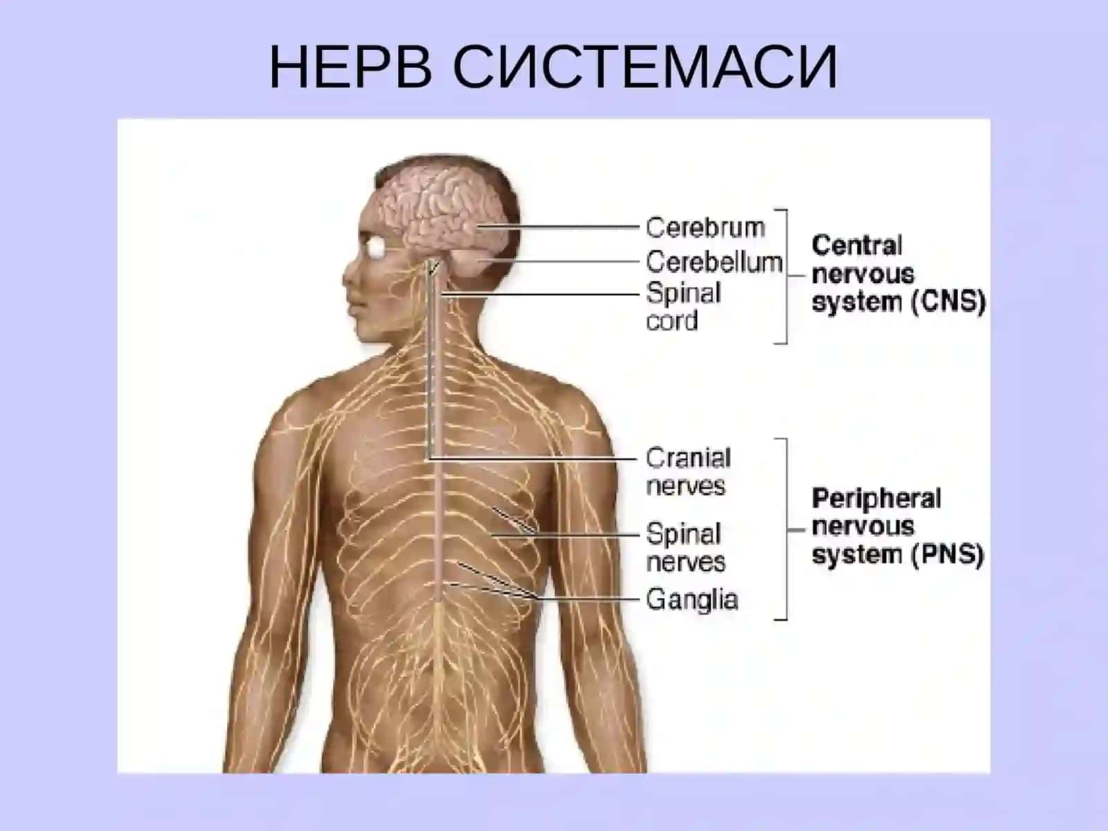 НЕРВ СИСТЕМАСИНИНГ КЛАССИФИКАЦИЯСИ 3