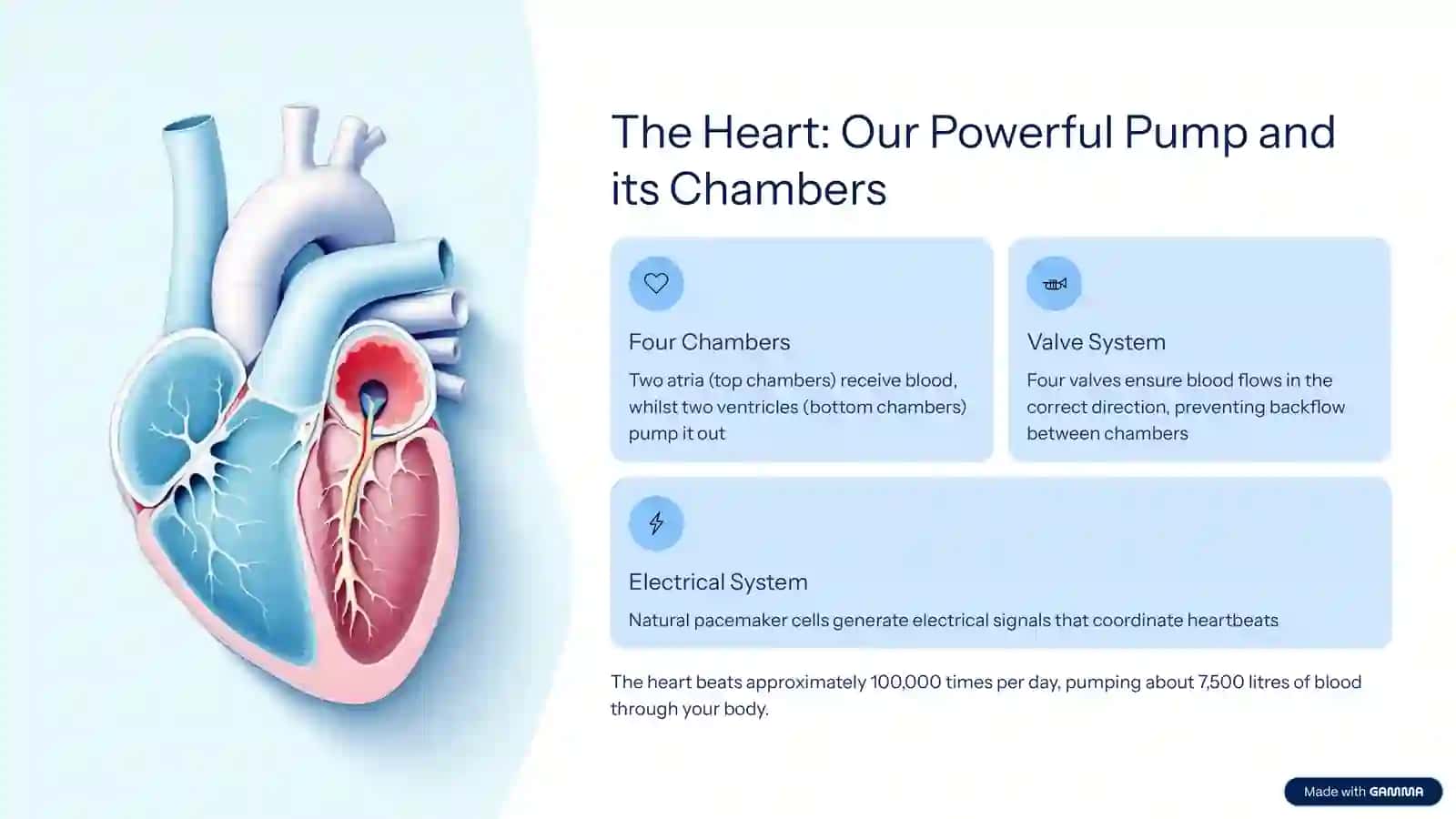 The Journey of Life: Understanding the Human Circulatory System 3