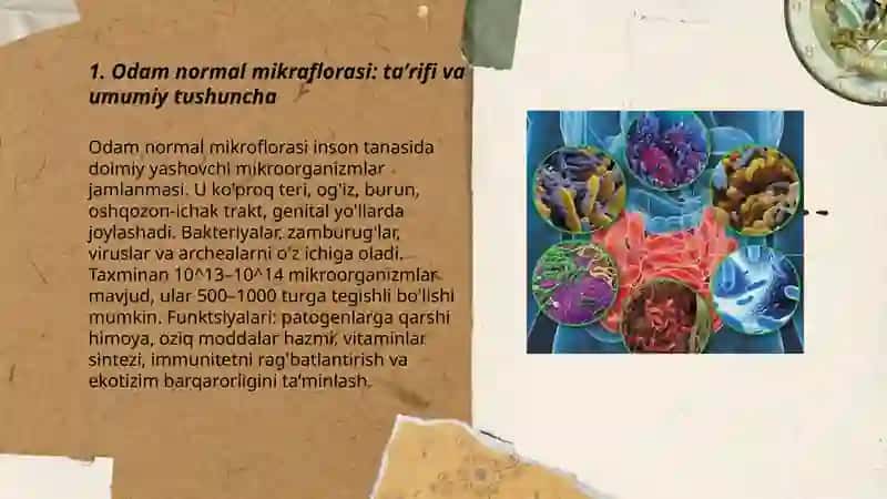 Odam normal mikraflorasi 3